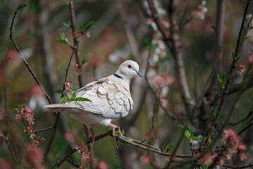Eurasian collared dove on a blossoming almond tree in Adelaide, South Australia