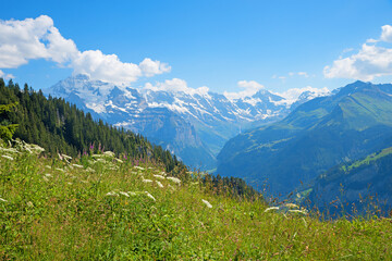 idyllic alpine landscape Schynige Platte, switzerland, with view to Bernese Alps