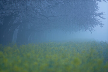 朝もやに霞む桜と菜の花