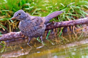 Blackbird, Turdus merula, Forest Pond, Mediterranean Forest, Castile and Leon, Spain, Europe