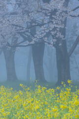 朝もやに霞む桜と菜の花