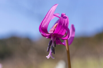 春の陽光を浴びるカタクリの花