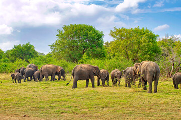 Sri Lankan Elephant, Elephas maximus maximus, Minneriya National Park, Sri Lanka, Asia