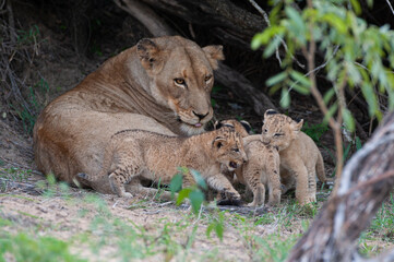 A female Lion seen with her cubs at a den site on a safari in South Africa