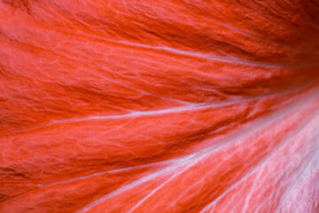 Fototapeta premium Red hibiscus leaves close-up. Macro. Soft Focus
