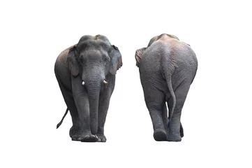 Zelfklevend Fotobehang Front and back of the male Asian wild elephant isolated on white background © chamnan phanthong