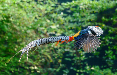 Lady Amherst's Pheasant,The most beautiful pheasant in the world