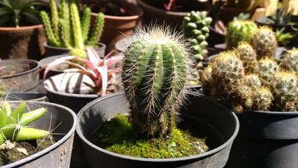 Parodia magnifica is a species of flowering plant in the cactus family Cactaceae, native to southern Brazil also known as Notocactus magnificus or Eriocactus magnificus.