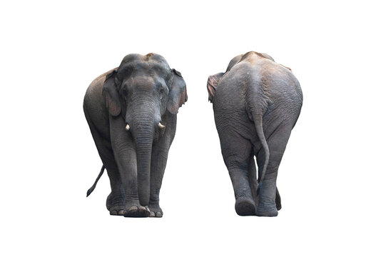 Front and back of the male Asian wild elephant isolated on white background
