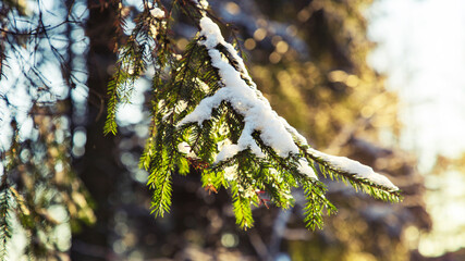 close up spruce branch covered with snow