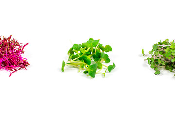Microgreen sprouts of radish, mustard, arugula, peas, amaranth in assortment on a white background....