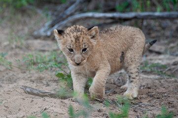 Tiny Lion Cub seen on a safari in South Africa