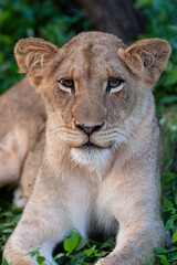 Portrait of a young Lion seen on a safari in South Africa