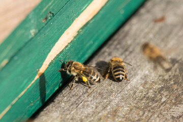 Biene mit Pollenpäckchen am Bienenstock