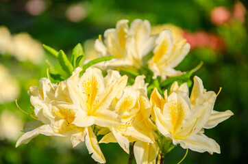 Yellow azalea flowers close up nature background