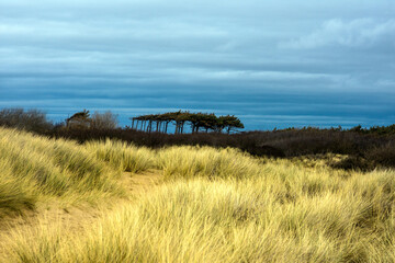 Sandhills near Formby, UK.