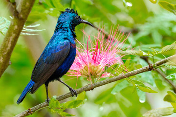 Purple Sunbird, Cinnyris asiaticus, Riverine Forest, Royal Bardia National Park, Bardiya National Park, Nepal, Asia