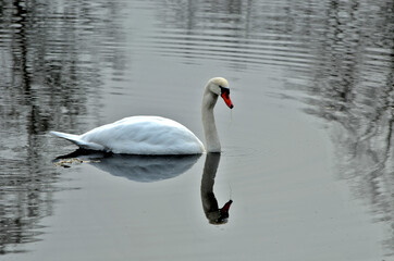 Fototapeta premium Höckerschwan; Cygnus olor, mute swan, im Pfrunger Ried, Oberschwaben, Süddeutschland