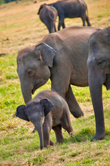 Sri Lankan Elephant, Elephas maximus maximus, Minneriya National Park, Sri Lanka, Asia