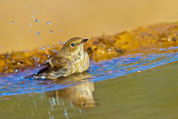 Pied Flycatcher, Ficedula hypoleuca, Forest Pond, Mediterranean Forest, Castile and Leon, Spain, Europe
