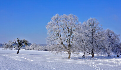 Fototapeta na wymiar Winterlandschaft mit Apfelbaum von Misteln bewachsen und Lindenbäumen
