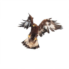 Fototapeta na wymiar Aquila chrysaetos, golden eagle attacking on white background isolate