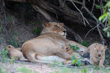 A female Lion seen with her cubs at a den site on a safari in South Africa