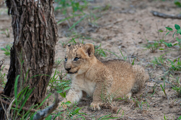Tiny Lion Cub seen on a safari in South Africa