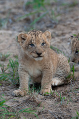 Tiny Lion Cub seen on a safari in South Africa