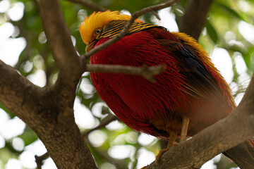 tropical bird