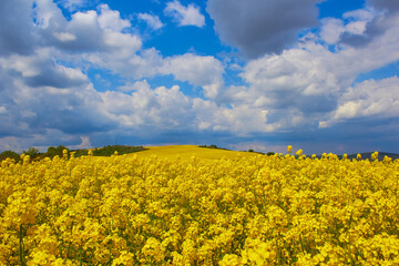 Obraz premium rapeseed blooms,Rapeseed field landscape on a background of blue sky with black clouds