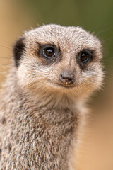 meerkat close up