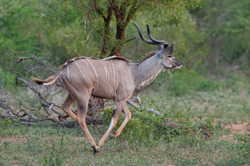 A young Greater Kudu antelope bull seen on a safari in South Africa