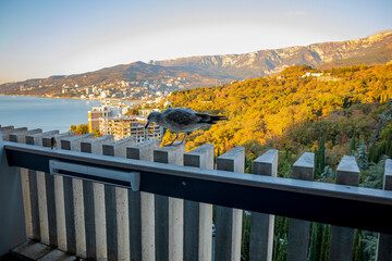 Yalta, Crimea, November 24, 2020, view of the city, sea, mountains and gulls from the balcony of the Yalta-Intourist Hotel