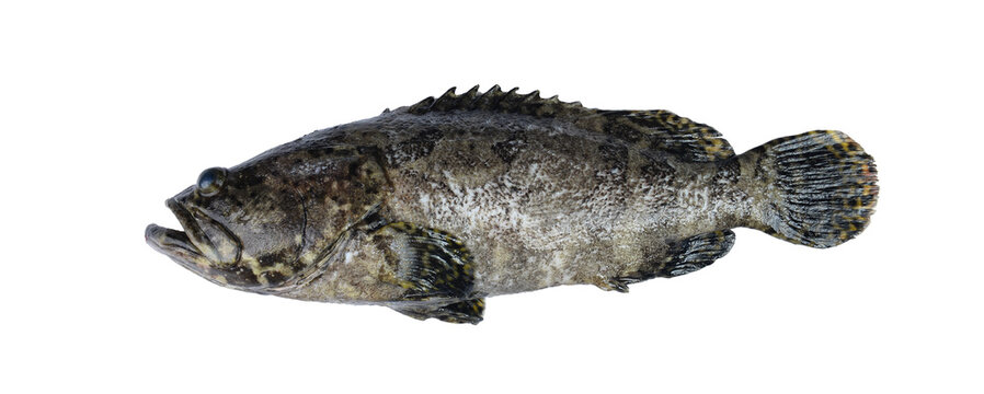 Pearl grouper fish on isolated white background include clipping path.