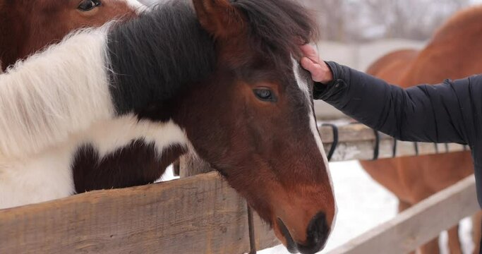 Man and girl touching head of brown horse on a ranch at the winter day