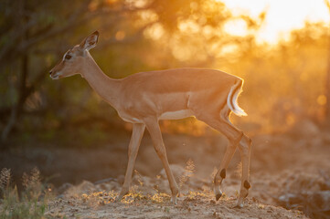 An Impala female seen on a safari at sunset in South Africa