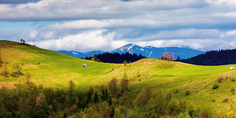 Obraz premium rural fields on rolling hills in springtime. borzhava mountain ridge in the distance. carpathian landscape of ukraine. area of synevy national park. nature scenery in dappled light