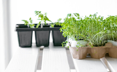 Seedlings of vegetables on a white table