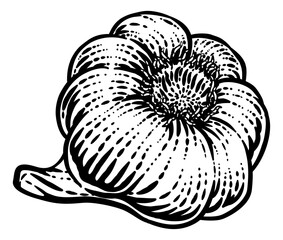 Garlic vegetable illustration in a vintage retro woodcut etching style.