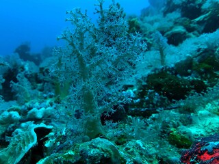 coral reef in the sea
