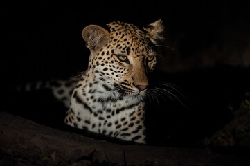 A young female leopard sen at night on a safari in South Africa © rudihulshof