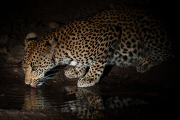 A young female leopard sen at night on a safari in South Africa