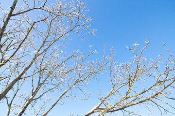 Blue sky, forest tree branch top in snow. Wonderful fairytale Christmas New Year weather. Winter background for presentation slides, cards, webside design etc