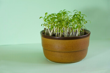 Micro greens growing in a cup on a mint color background.  Healthy food grown at home. Copy space.