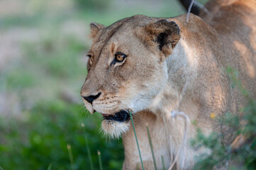 A female Lion seen on a safari in South Africa