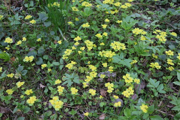 grass in the forest in summer macro