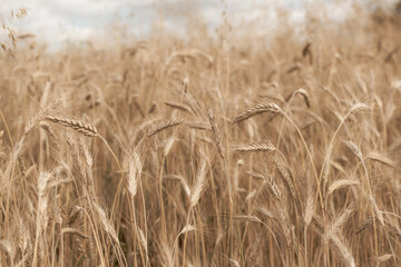 Wheat Field Texture Background with Ripening Ears