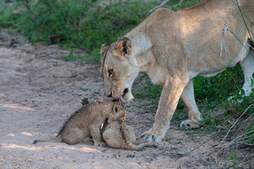 A female Lion standing over her 3 newborn Lion cubs on a safari in South Africa