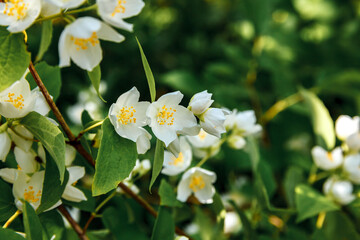 Beautiful white jasmine blossom flowers in spring time. Background with flowering jasmin bush. Inspirational natural floral spring blooming garden or park. Flower art design. Aromatherapy concept.
